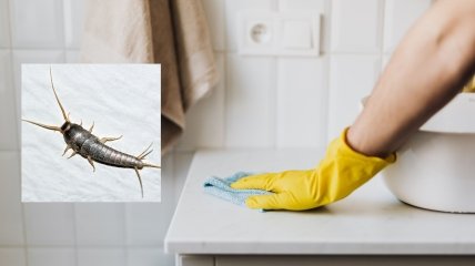 Такі "гості" нікого не потішать