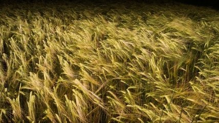 Казахстан понизил прогноз экспорта зерна
