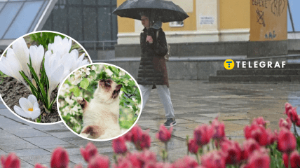 Цветы, кот и дождь