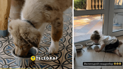 Дитина напилася з собачої миски