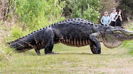 Во Флориде был замечен крокодил длиной около пяти метров (Видео)