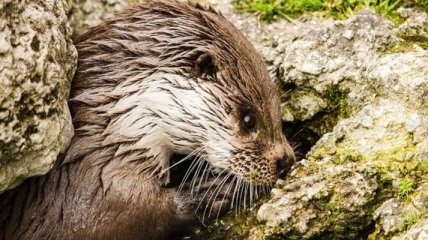 Ученые определили сильнейшего хищника Китая