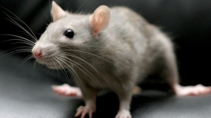 Ученые создали крыс, управляемых командами человеческого мозга