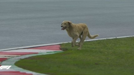 Собака забежала на трассу Формулы-1 прямо во время гонки: опубликовано видео