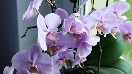 Орхидея будет цвести пышно