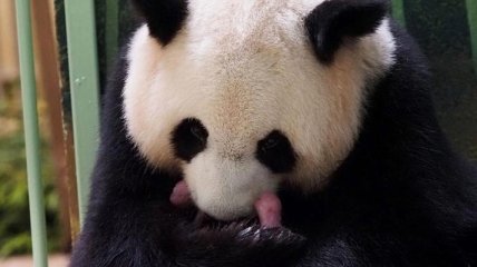 Во Франции родились панды-близнецы, заинтересовавшие семью главы КНР