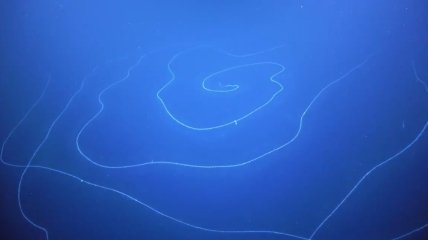 Выглядит как пришелец: близ Австралии нашли 50-метровую сифонофору (Фото, Видео)