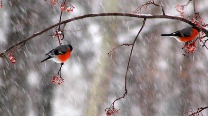Погода в Украине 3 февраля: преимущественно снег с дождем 