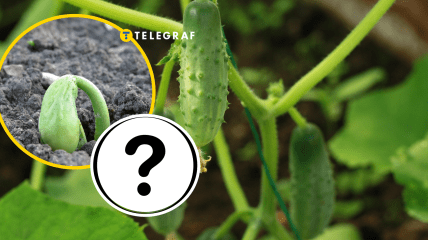 Огурцы, рассада