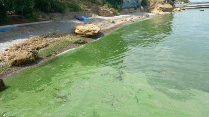 Море в Одесі забарвилося у зелений колір