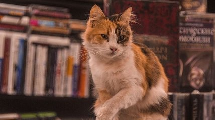 Для любителей хвостатых: замурчательные книги о кошках (Фото)