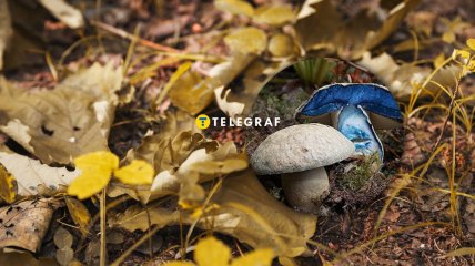 Гиропор синеющий – редкий вид, растущий в Украине