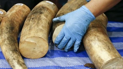 КНР планирует запретить торговлю слоновой костью