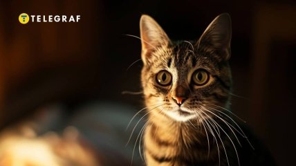 Кішки як детектори паранормальної активності (фото створене з допомогою ШІ)