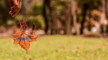 Не сжигайте листья: это приводит к загрязнению воздуха, воды и почвы