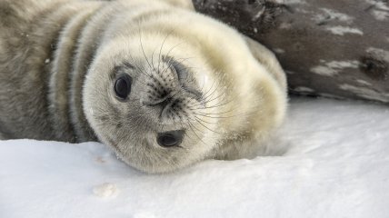 SeaBaby Світозаровичу вже 10 днів