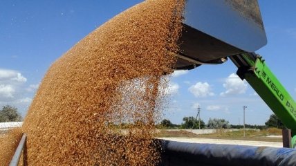 Украине сократила экспорт зерновых, но в тоже время нарастила продажи масличных