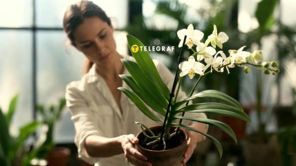 Орхидея в домашних условиях очень прихотлива и требовательна