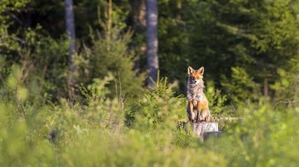 Як в Україні з’явилися прізвища з назвами тварин