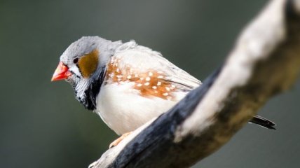 В заповеднике на севере Китая погибли птицы