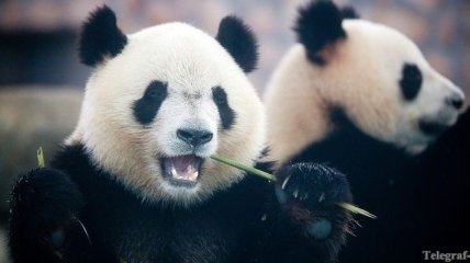 В древние времена китайцы употребляли в пищу мясо панд - ученые