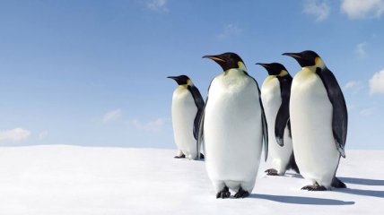 Ученые определили, почему пингвины разучились летать