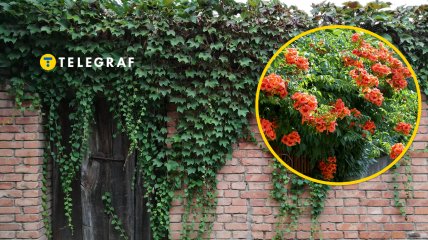 Как выглядит кампсис