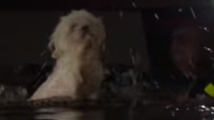 В США спасли собаку, которая больше недели прожила в затопленном доме (Видео)