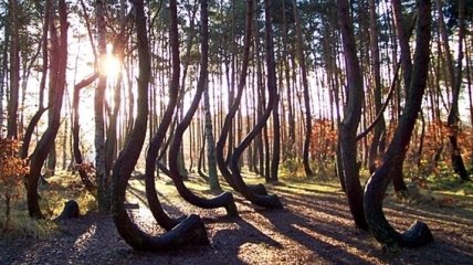 Неповторимое чудо природы: загадочный Кривой лес (Фото)
