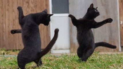 Оказывается, кошки любят танцевать: забавные танцующие пушистики 