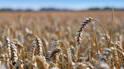 На Киевщине огонь уничтожил 35 гектаров пшеницы