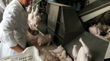 Сербия открыла рынок для украинской курятины