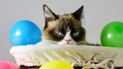 Умерла известная кошка-мем Grumpy Cat