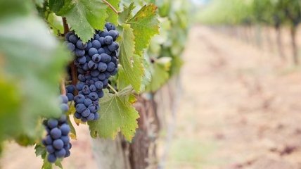 Виноделы Грузии останутся без субсидий от государства
