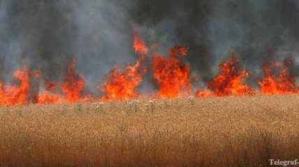 В Ривненской области сгорело 3,5 га посевов зерновых