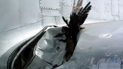 Случаи попадания птиц в двигатели самолетов участились в 5 раз 