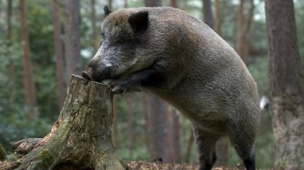 Не то животное назвали свиньей: группа кабанов научились мыть пищу перед едой