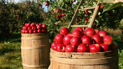Разобрали непопулярный сорт: фермеры бесплатно раздали 30 тонн яблок