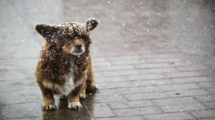 Синоптики прогнозують мокрий сніг в Україні: де і коли він випаде