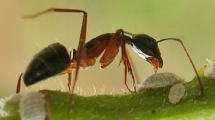 Исследователи обнаружили удивительных "взрывающихся" муравьев 