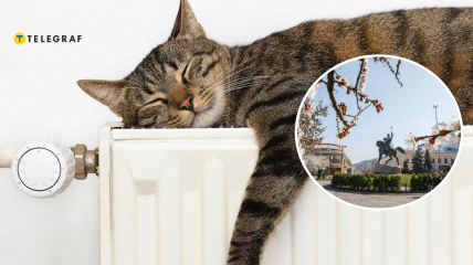 Кот на батареи и весна