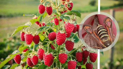 Комаха може нашкодити лише врожаю