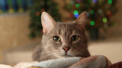 Кіт, новорічна ялинка