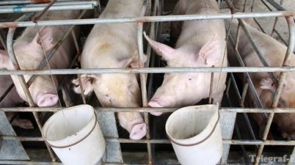Очередная вспышка африканской чумы свиней в России
