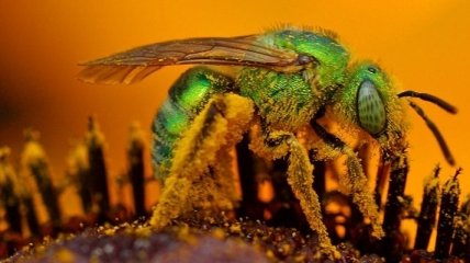 Рейтинг самых болезненных укусов насекомых (Фото)