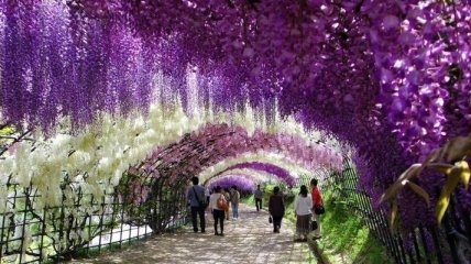 Сказочный японский сад цветов Кавати Фудзи (Фото) 
