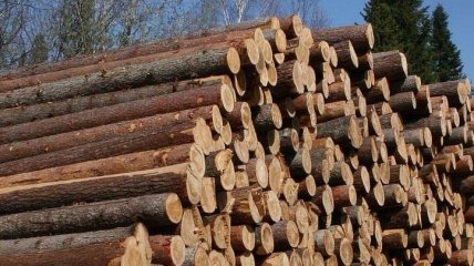 В Украине сократилось количество случаев незаконной вырубки леса
