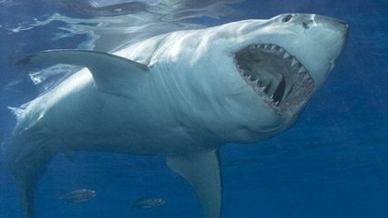 Ученые считают, что акулы будут активнее нападать на людей