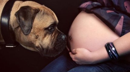 Правда ли, что собаки чувствуют беременность своей хозяйки