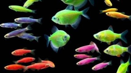 Ученые обнаржили два новых вида светящихся рыб